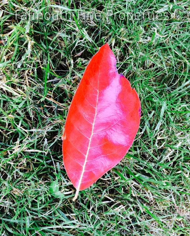 red leaf