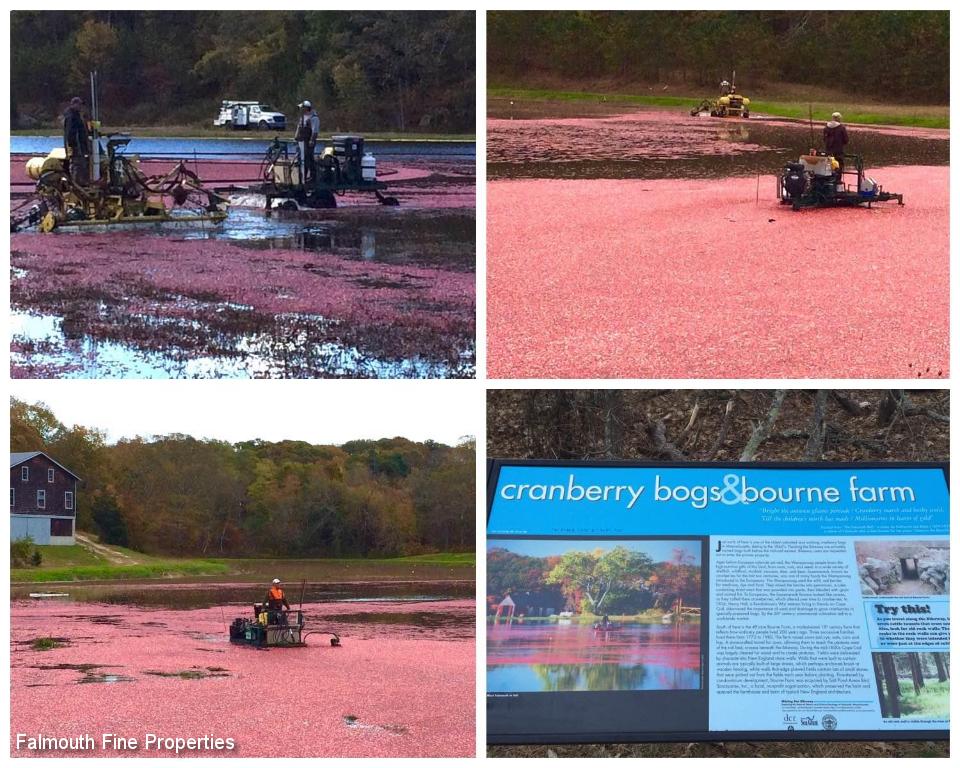 cranberry-bog-collage